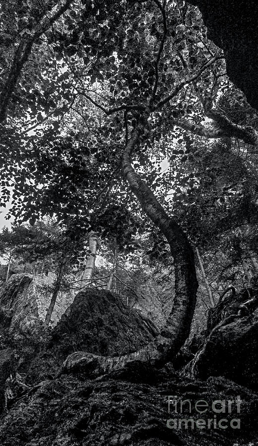 The Notch Trees 3 Photograph by James Aiken