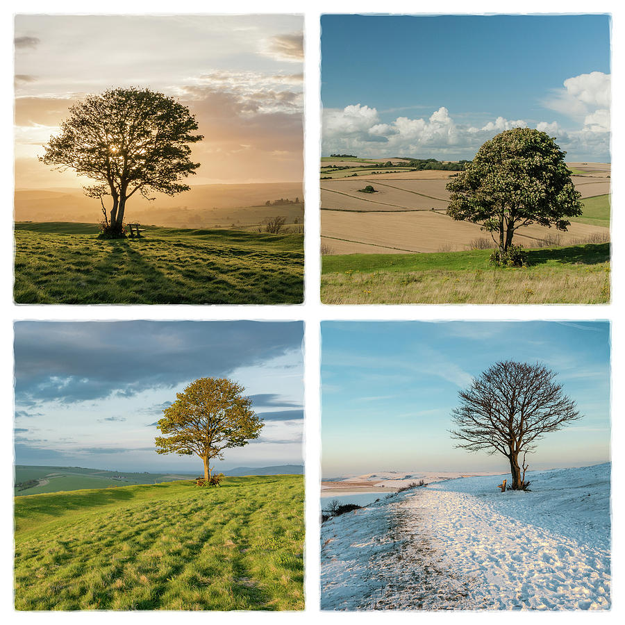The Nowhere Tree - Four Seasons Photograph by Hazy Apple