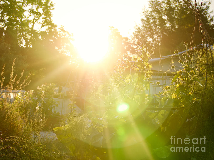 The Nursery Garden at Sunrise Photograph by Rachel Morrison