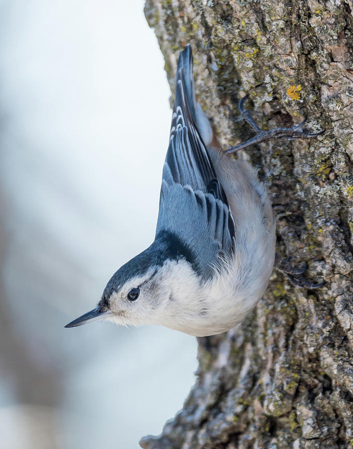 Bird Photograph - The nut collector... by Ian Sempowski