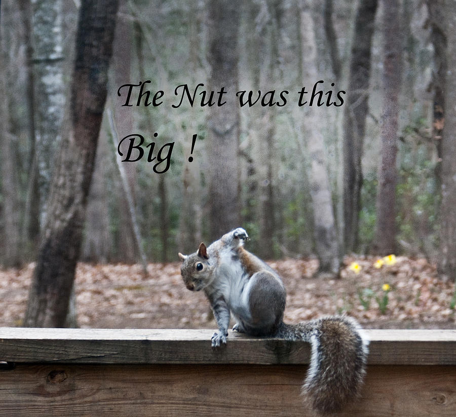 The Nut Was This Big Photograph by Douglas Barnett