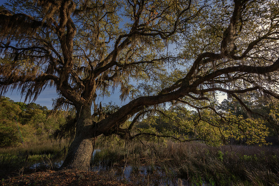 Tree Photograph - The Oak by the Side of the Road by Rick Berk