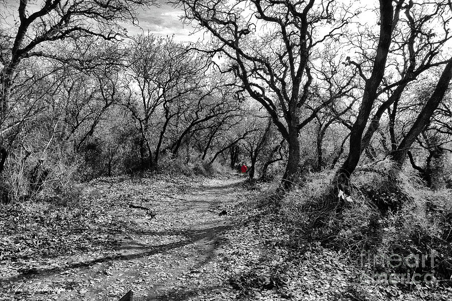 The oak forest trail 2 Photograph by Arik Baltinester