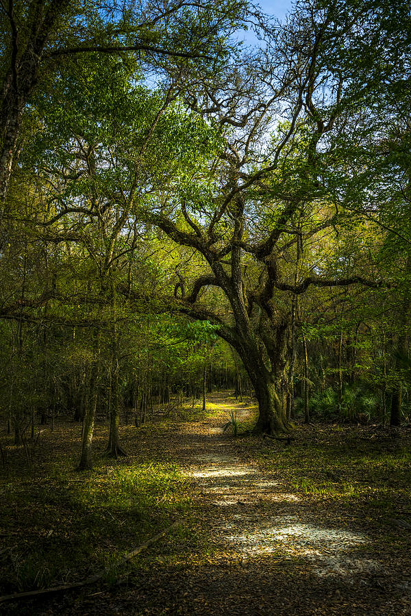 The Oak Trail Photograph by Marvin Spates
