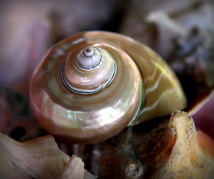 Shell Photograph - The Oceans Jewel by Karen Wiles