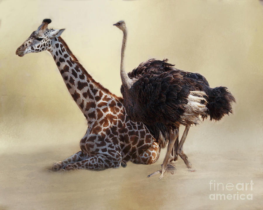 Ostrich Photograph - The Odd Couple  by TN Fairey