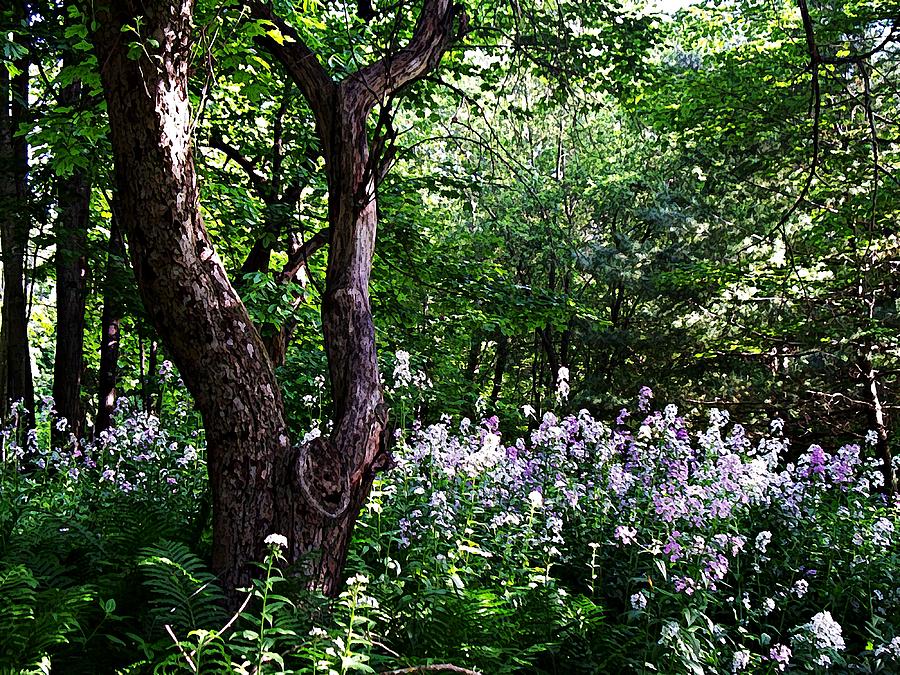 The Old Apple Tree, Fiddlehead Ferns and Wild Phlox Photograph by Joy Nichols