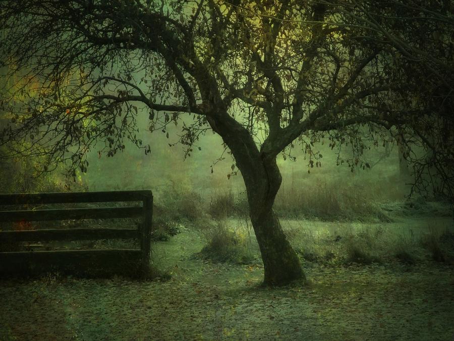 The Old Apple Tree Photograph by Mary Wolf