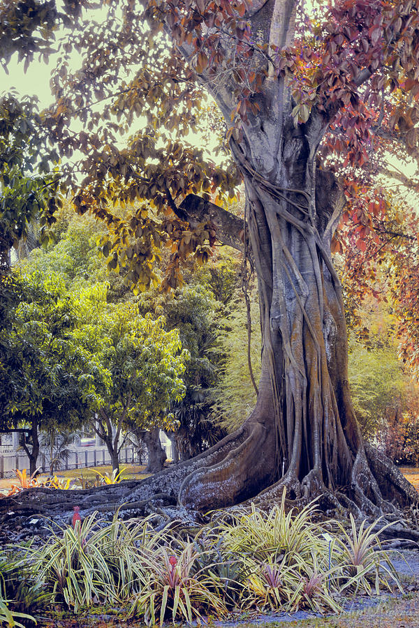 The Old Banyan Tree Photograph by John Rivera