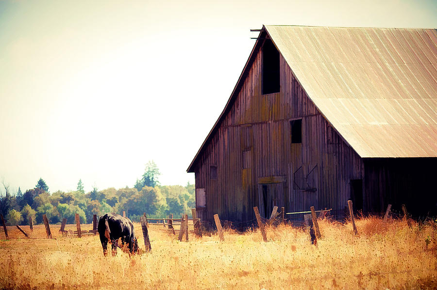 The Old Barn Photograph by Rebecca Cozart