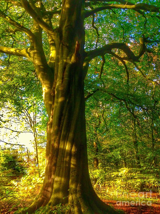The Old Beech Tree Photograph by Joan-Violet Stretch