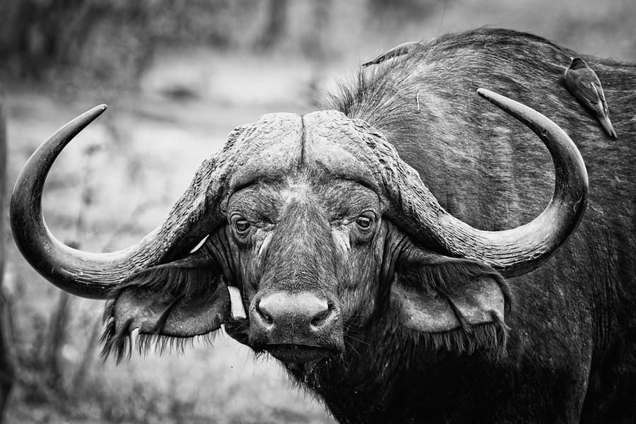 The old bull by Stefan Nielsen The old bull by Stefan Nielsen