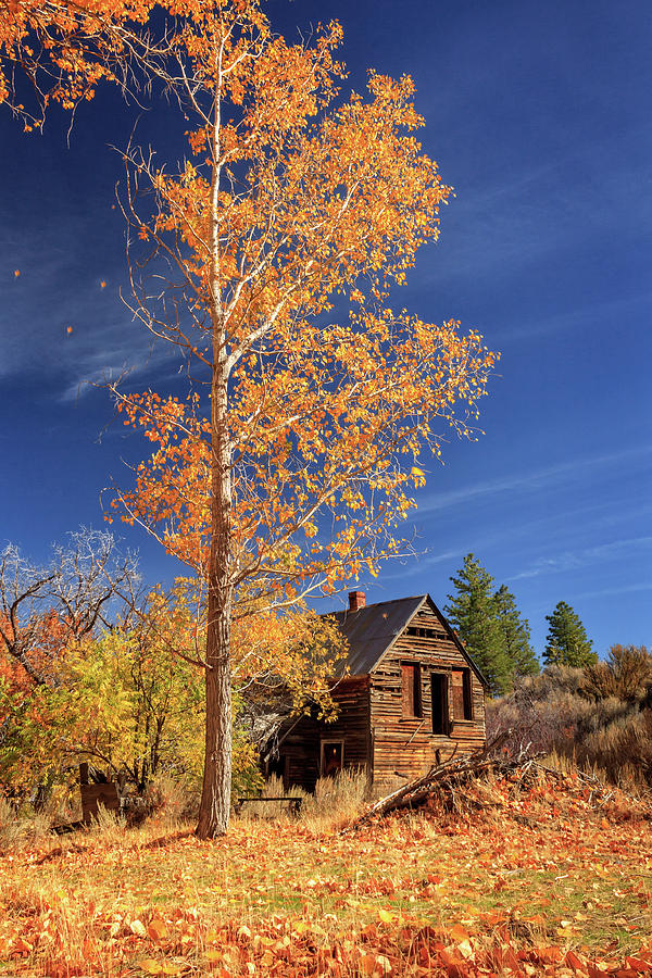 Fall Photograph - The Old Bunkhouse Portrait by James Eddy