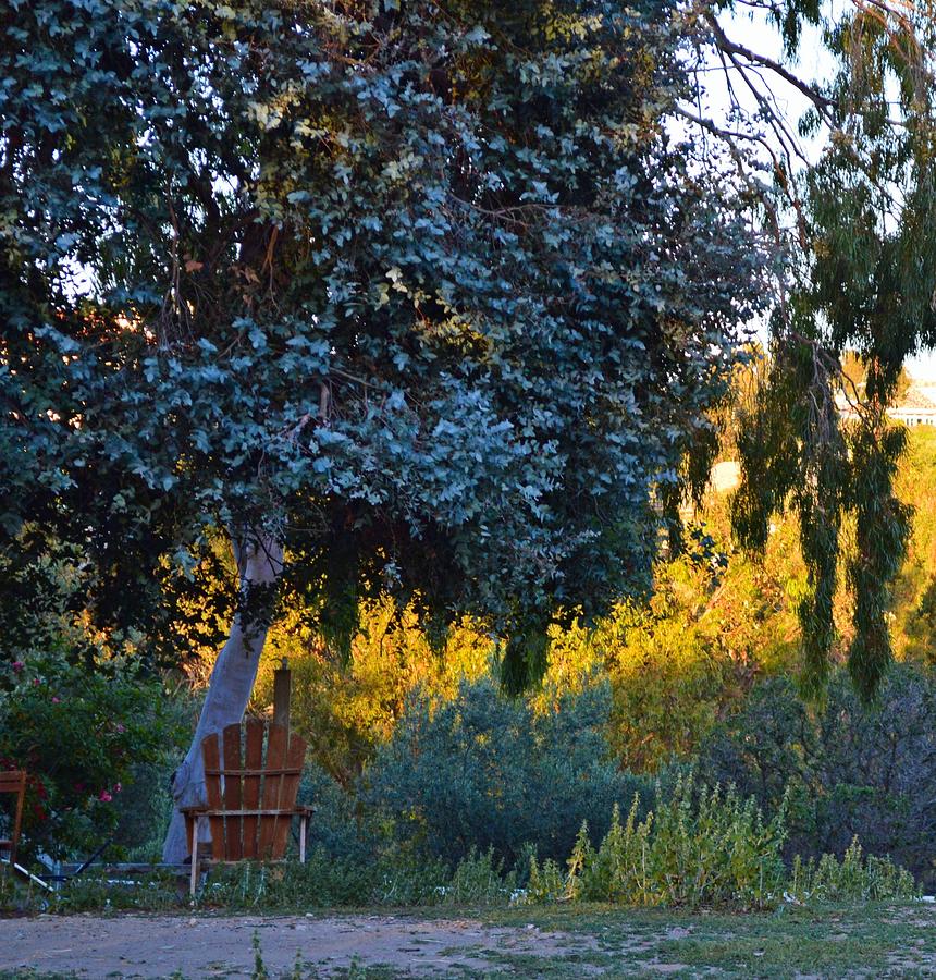 The Old Chair In Malibu Photograph