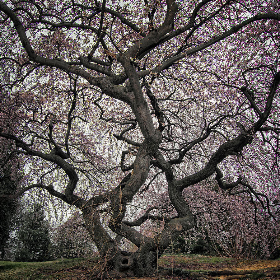 The Old Cherry Tree Photograph by Robert Fawcett