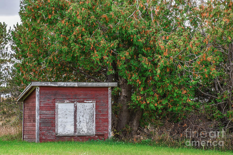 The Old Chicken Coop by Grace Grogan The Old Chicken Coop by Grace Grogan