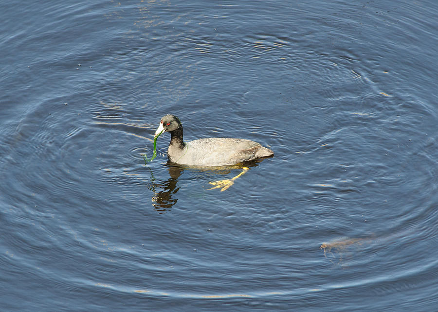 The Old Coot Photograph by David Jenniskens - Pixels