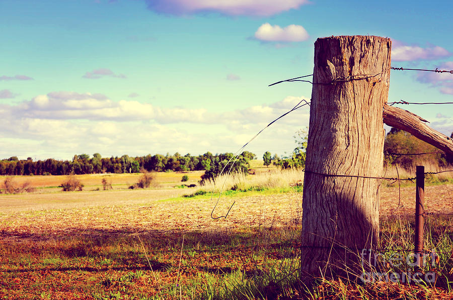The Old Fence, Barossa Valley, South Australia Photograph by Milleflore Images