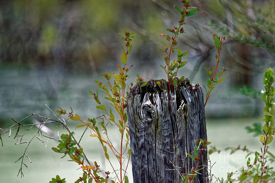 The Old Fence Post Photograph by Paul Mashburn