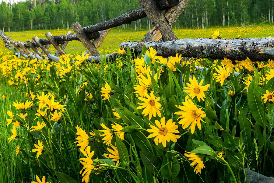 The Old Fence.  Daisies. Wasatch Mountains, Utah Photograph by TL Mair