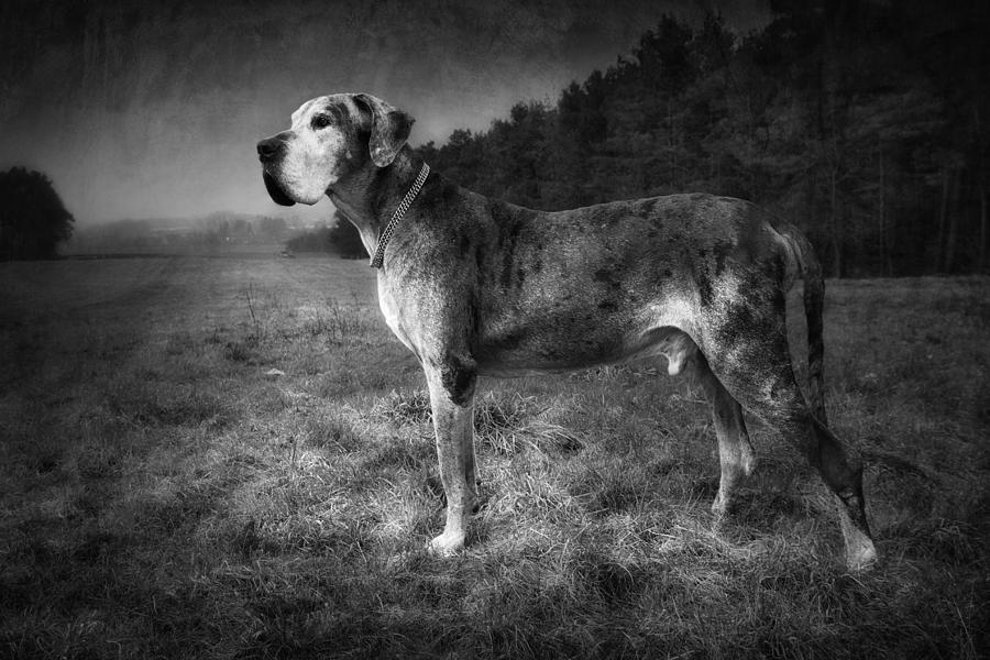The Old Great Dane by Marc Huebner The Old Great Dane by Marc Huebner