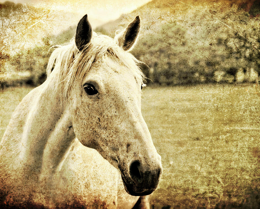 Abstract Photograph - The Old Grey Mare by Meirion Matthias