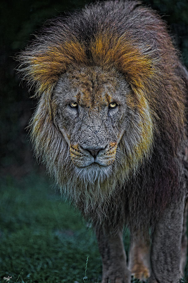 The Old Lion Photograph by Chris Lord