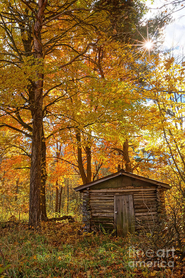 The Old Log Shed Photograph by Kathi Mirto