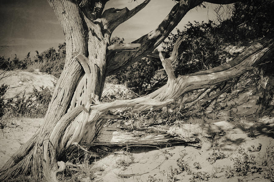 Sepia Effect Photograph - The Old Man by Radek Spanninger Sepia Effect Photograph - The Old Man by Radek Spanninger