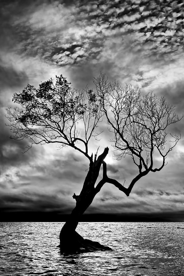 The Old Mangrove tree in the Sea Photograph by Robert Charity