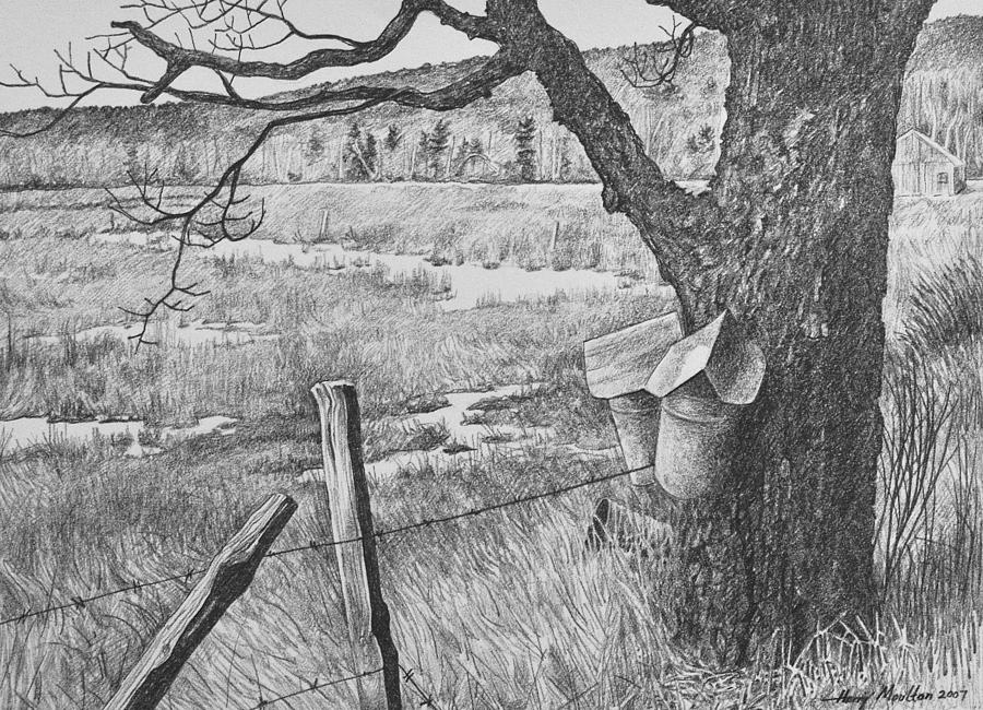 The Old Maple Drawing by Harry Moulton