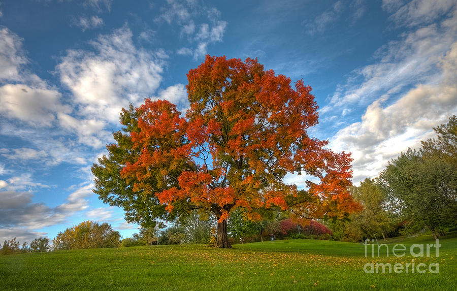 Fall Photograph - The old maple by Mircea Costina Photography