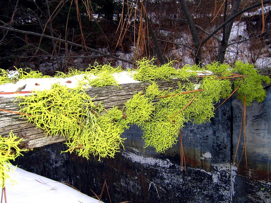 The Old Mossy Flume Photograph by Will Borden