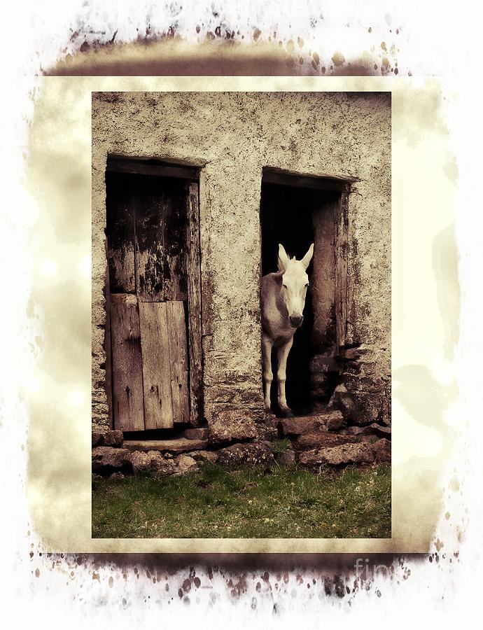 The Old Mule Photograph by Joe Cashin
