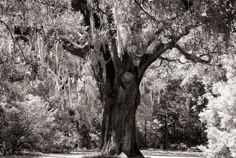 Tree Photograph - The old oak is still standing by Susanne Van Hulst