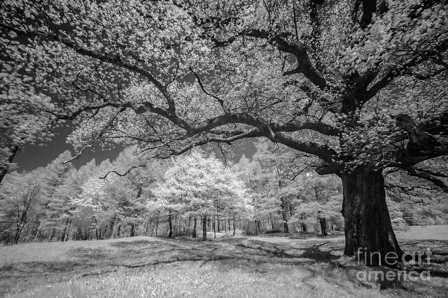 Tree Photograph - The Old Oak by Nando Lardi