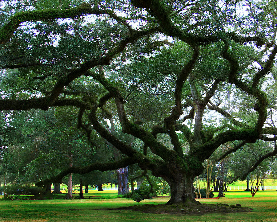 Tree Photograph - The Old Oak by Perry Webster