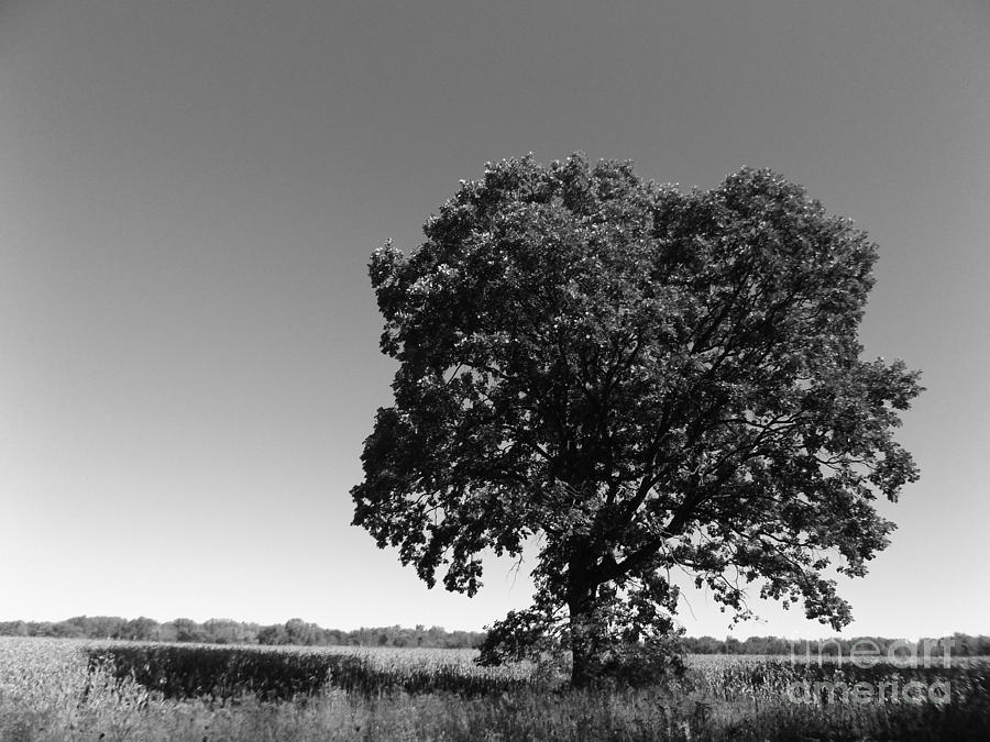 The Old Oak Tree Photograph by Erick Schmidt