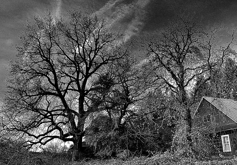 The Old Oak Tree Photograph by Steve Warnstaff