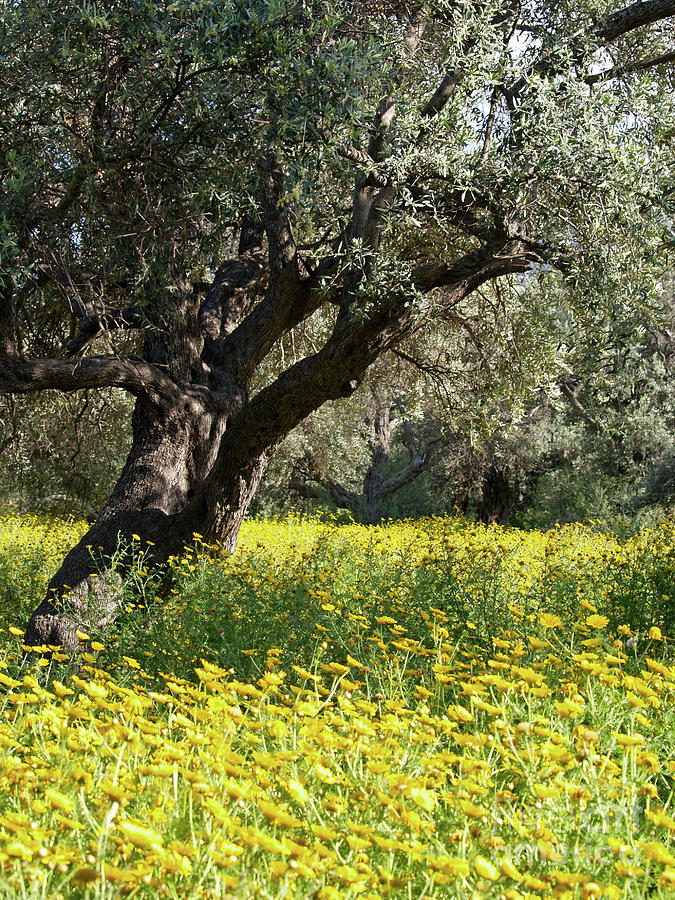 Nature Photograph - The Old Olive Grove at Ozankoy by Alex Cassels