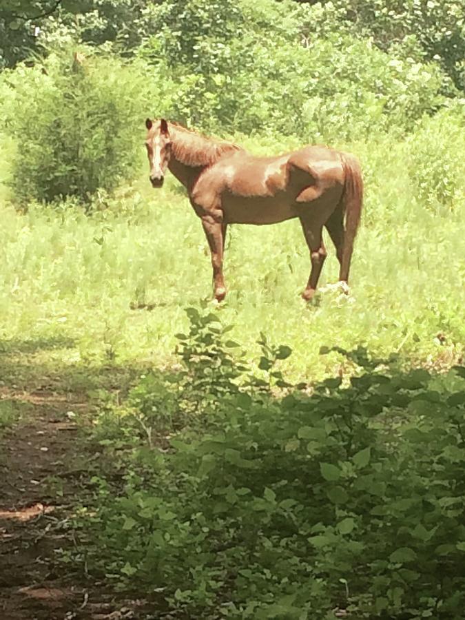 The Old Pony Photograph by Judith Broadbent - Fine Art America