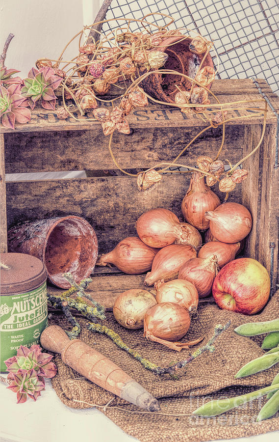 Onion Photograph - The Old Potting Shed by Tim Gainey
