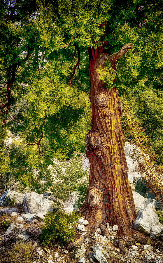 The Old Rugged Tree Photograph by Joseph Hollingsworth