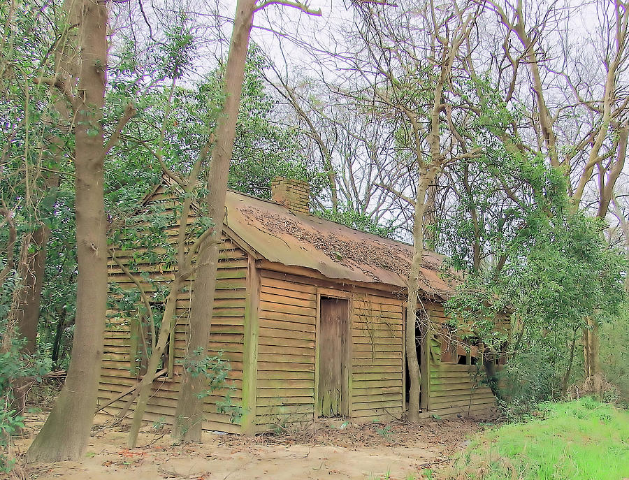 Tree Photograph - The Old Shed by Cathy Harper
