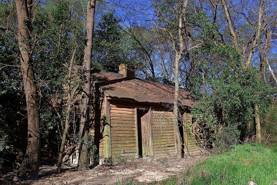 Tree Photograph - The Old Shed in Springtime by Cathy Harper