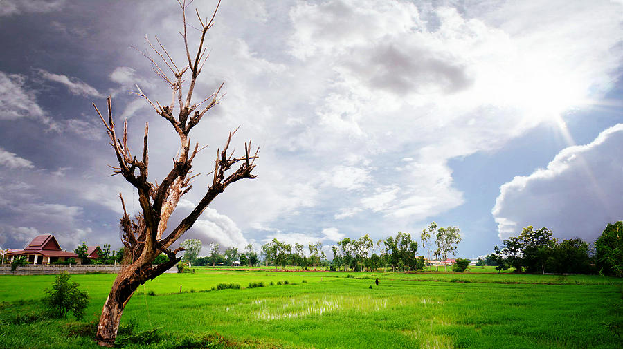 The Old Tree And Rice Paddy Photograph