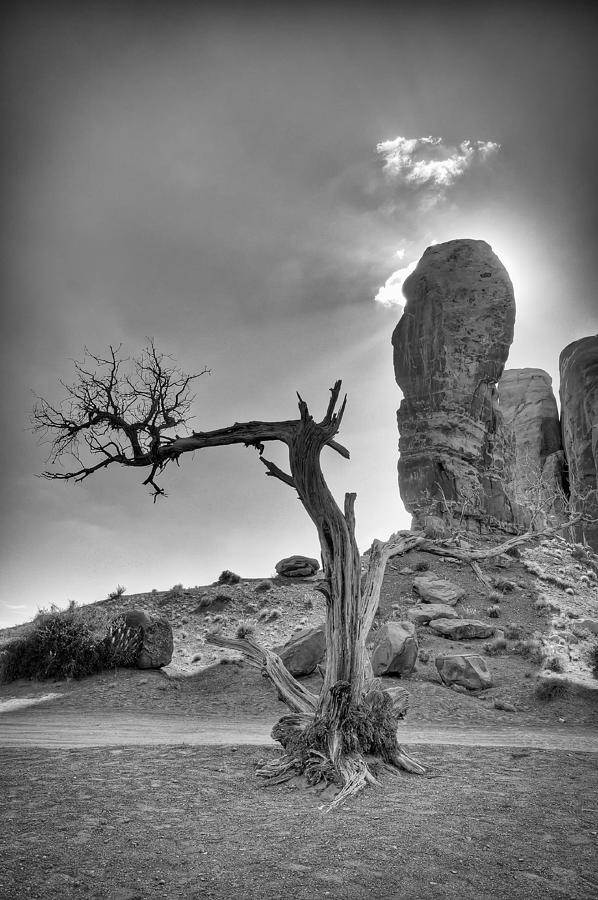 The Old Tree Photograph by Andreas Freund