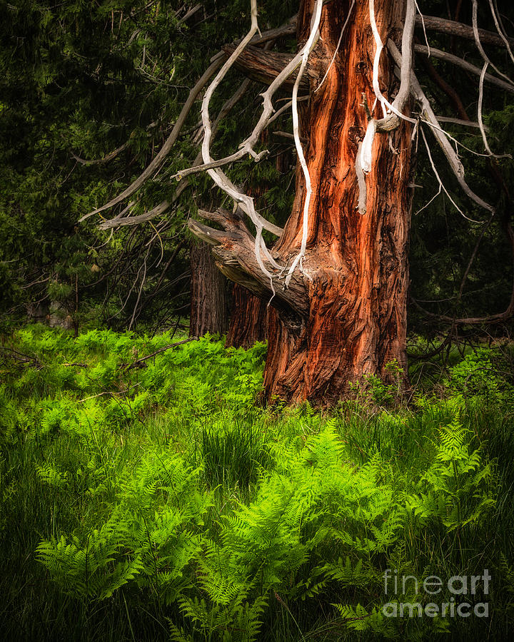 The Old Tree Photograph by Anthony Michael Bonafede