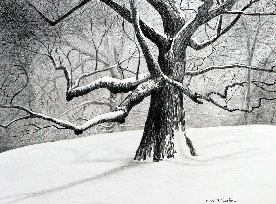 The Old Tree Drawing by Bob Crawford