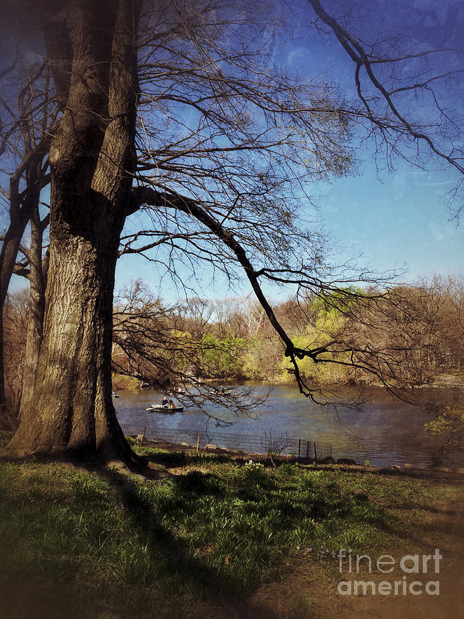 The Old Tree - Central Park Lake in Spring Photograph by Miriam Danar